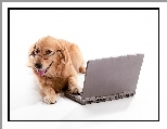 Laptop, Golden retriever, Pies